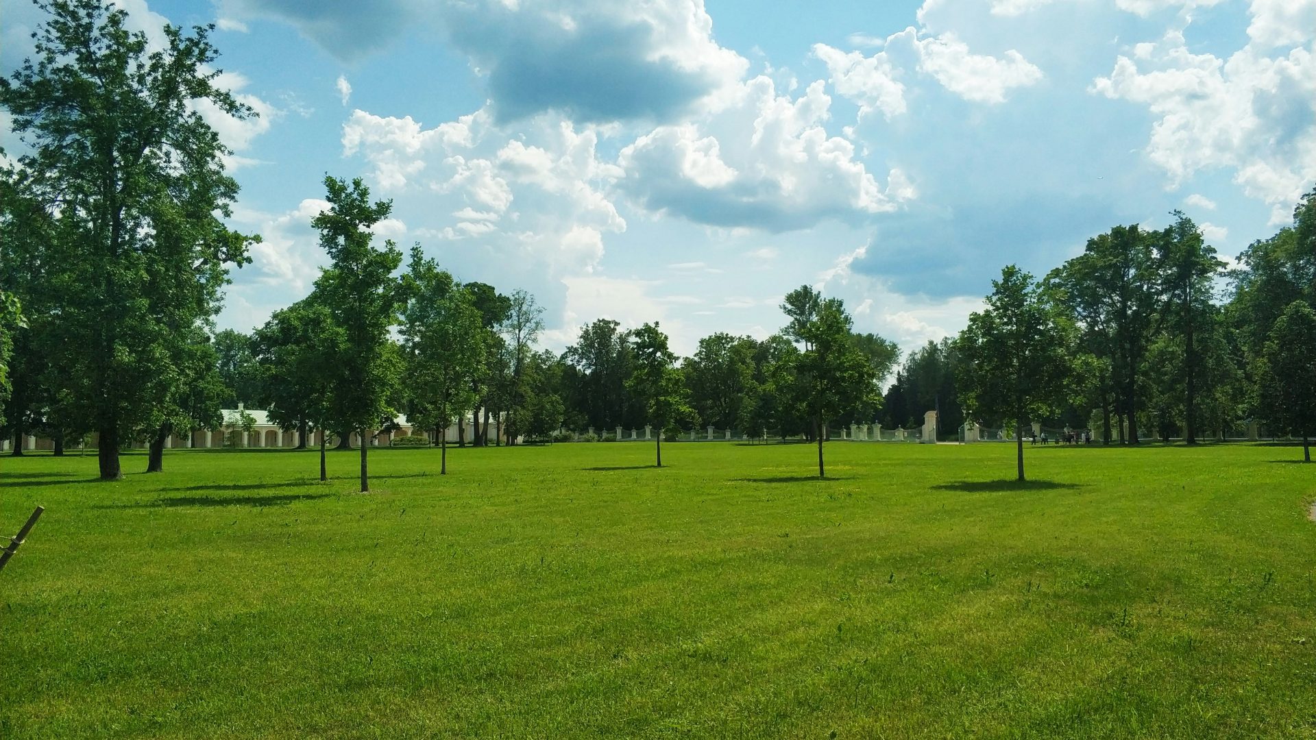 green trees on green grass field